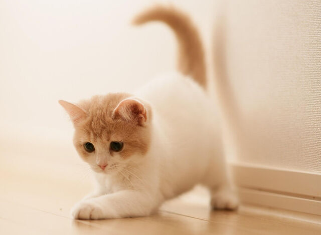 File:Cute Little Cat-wallpaper-10620292.jpg