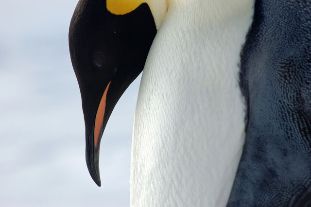 File:Emperor Penguin Ponders.jpg