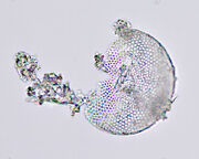 Diatomaceous earth closeup 2001-10-18.jpg