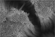 TiO2nanotube.jpg