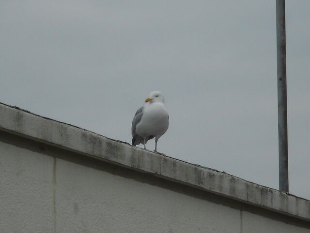 File:Seagull on a roof.jpg