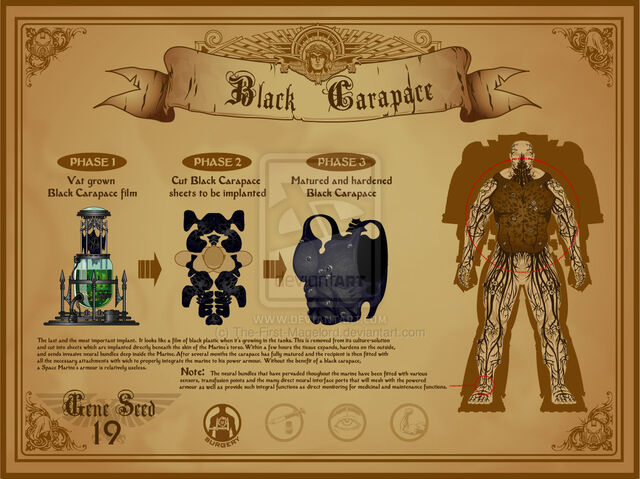 File:BlackCarapace.jpg