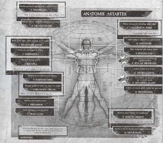 File:SpaceMarineAugmentations.jpg