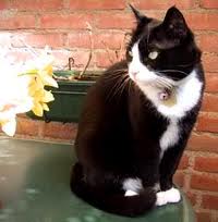 File:Bob the cat.jpg