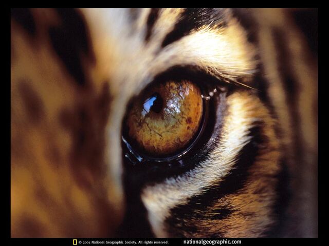 File:Bengal-tiger-eye-512765-sw.jpg