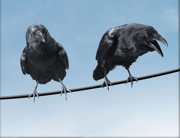 File:Brooks & Elwyn crows.jpg