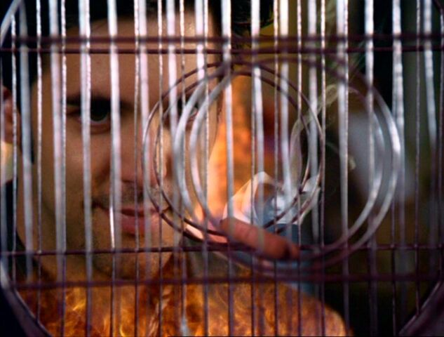 File:Blue Bird3.jpg