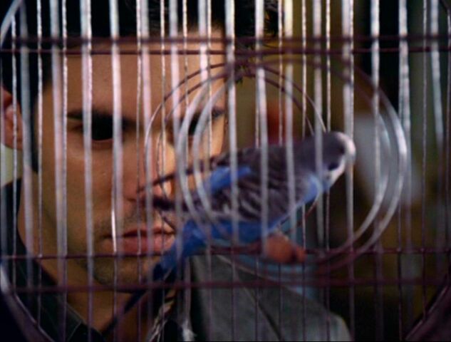 File:Blue Bird1.jpg