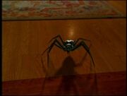 212px-Empathyspider.jpg