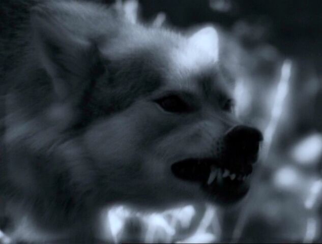 File:Wolf.jpg