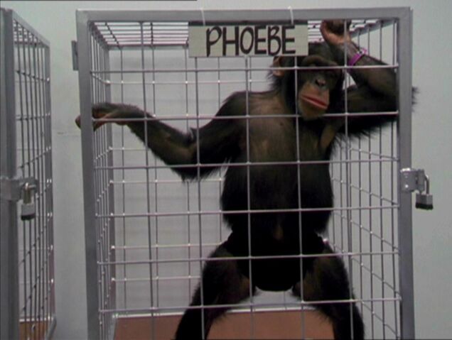 File:MonkeyPhoebe.jpg