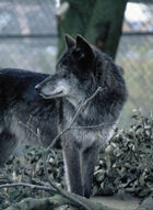 Wolf