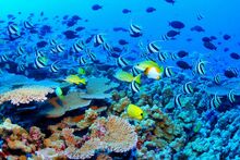 Great Barrier Reef
