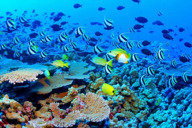 File:Great Barrier Reef.jpg