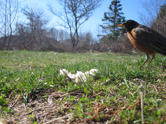 File:Robin motion detect.jpg