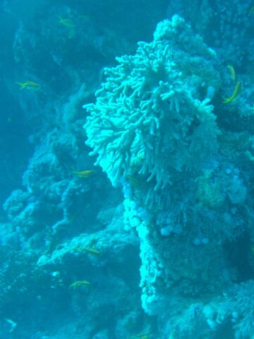 File:UW-RAW without CB.jpg