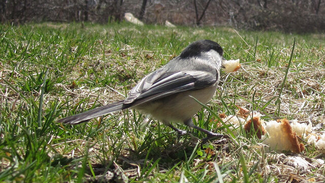 File:Chickadee Motion Detected Bird.jpg
