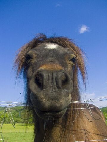 File:HorseRAW.jpg