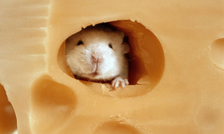 File:Mouse Cheese.jpg