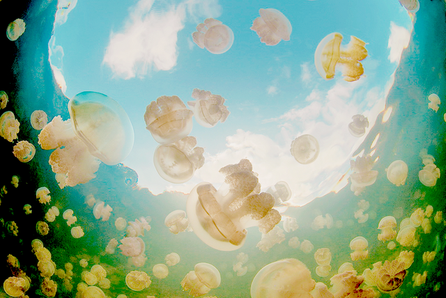 File:Wikia palau2.png
