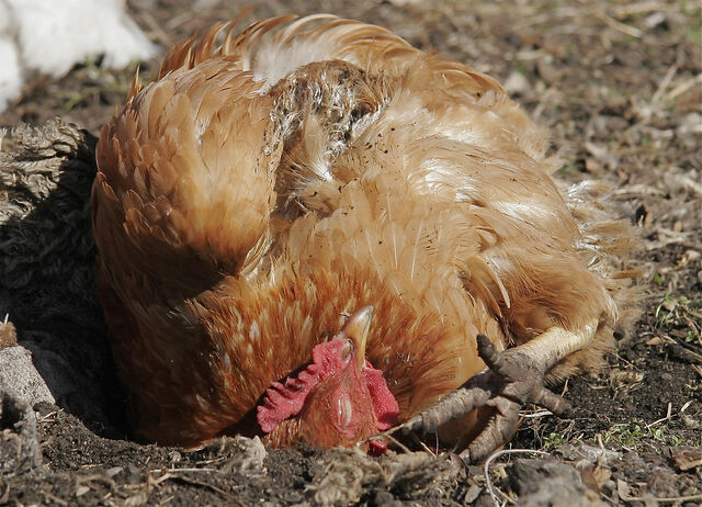 File:Dust bathin.jpg