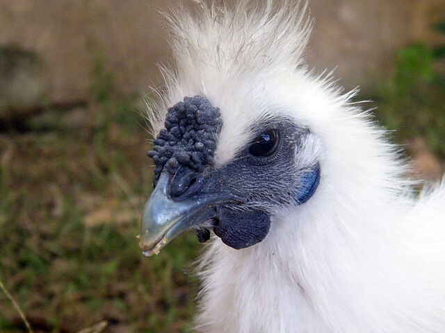 File:White silkie close-up.jpg