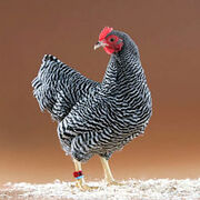 Barred rock bantam