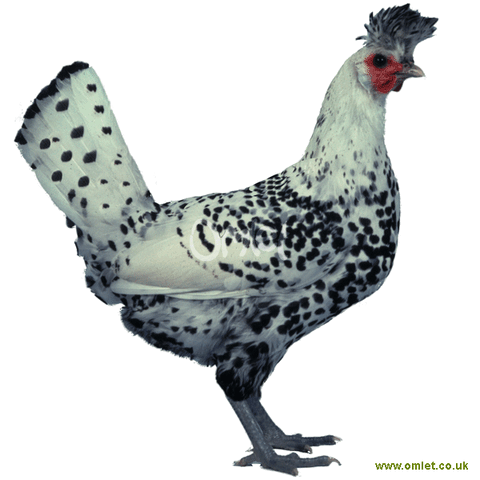 File:Appenzeller spitzhauben hen.gif