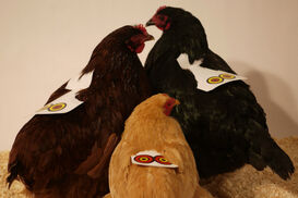 Chickenposesmall