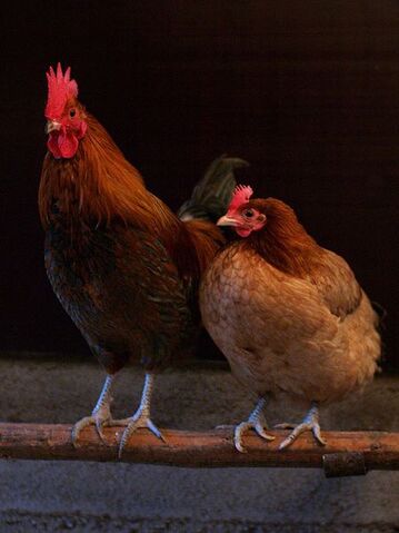 File:Rooster and hen wikipedia.jpg