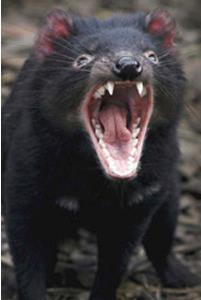 File:Tasmanian devil.jpg