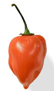 356px-Habanero closeup edit2
