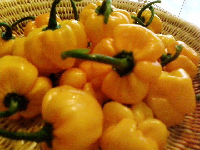 File:Aji Dulce.jpg