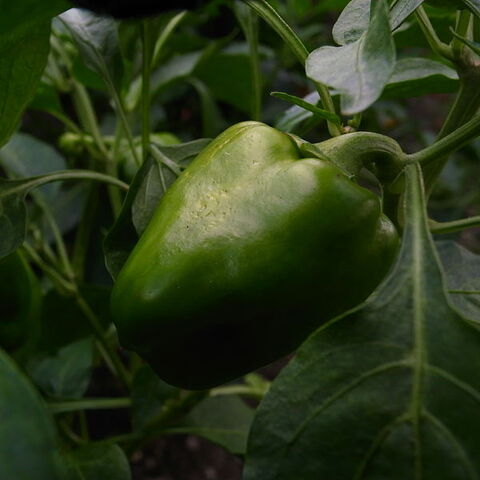File:Piiman green pepper-garden.jpg