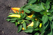 Ripe Banana Pepper Plant