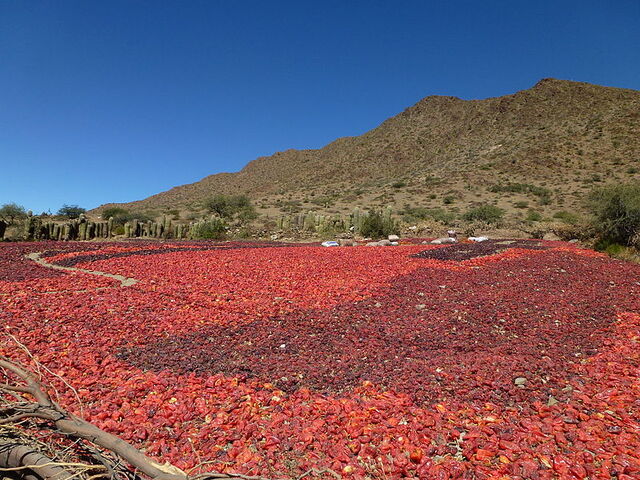 File:Cachi 02.jpg
