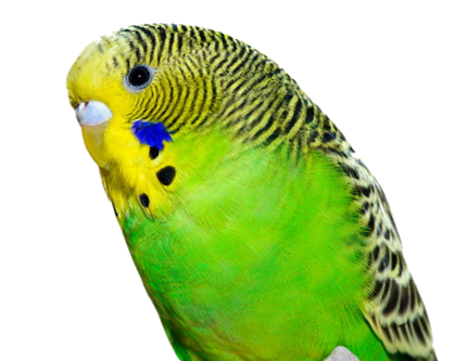 File:Budgie.png
