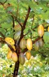 File:Cocoa tree.PNG