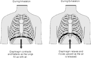 Diaphragm