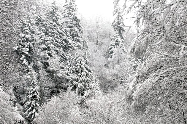 File:Snow 2.jpg