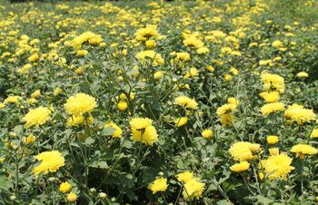 Marny-Flowers-01