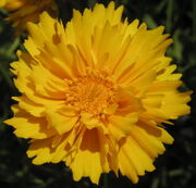 Marny-flower