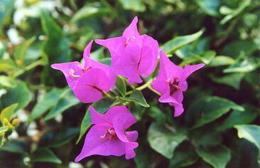 Purple flower closeup