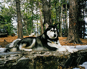 300px-Malamute-001.jpg