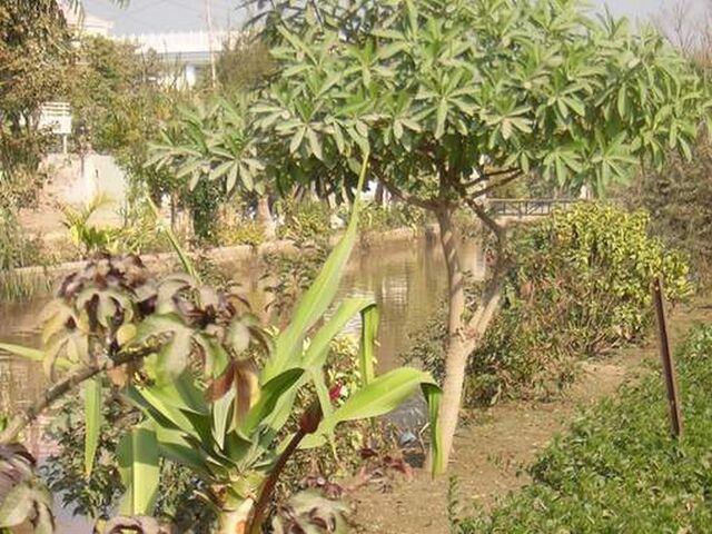 File:PakistanSadiqabadCanalNearLeghariColony1.jpg