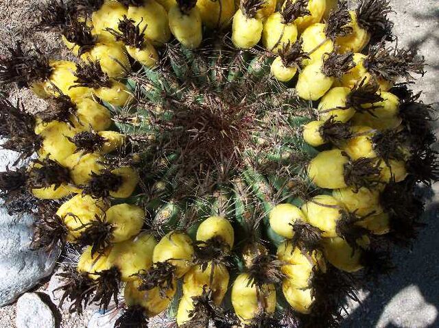 File:TucsonBarrelfruit.jpg