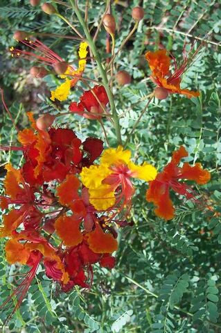 File:TucsonFlowers.jpg