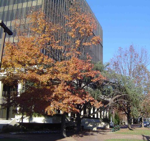 File:Huntsville-Courthouse.jpg