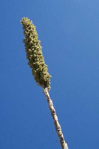File:TucsonYuccaplant.jpg
