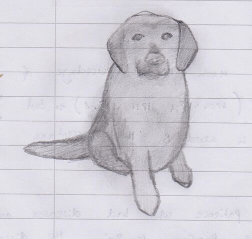 File:A sketch of Willow the dog.jpeg